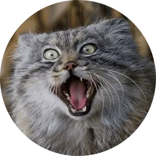 😡 00285796 gato, gracioso, animal, meme, expresión, lindo telegram sticker
