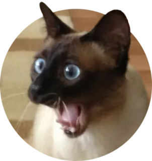 😵 15615276 gato, animal, felino, meme, gracioso, sorprendido, impactado telegram sticker