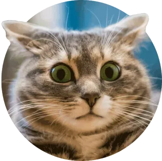 😳 171f7d97 gato, animal, meme, sorprendido, mascota, felino, gato asustado, impactado telegram sticker