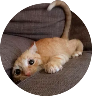 😳 18aa6ec3 gato, gatito, animal, mascota, lindo, gato naranja telegram sticker