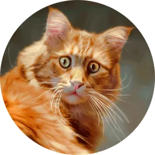 😳 1935d7ab gato, mascota, animal, gato pelirrojo, mono telegram sticker