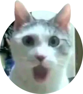 😦 1ad3dedc gato, sorprendido, divertido, animal, meme telegram sticker