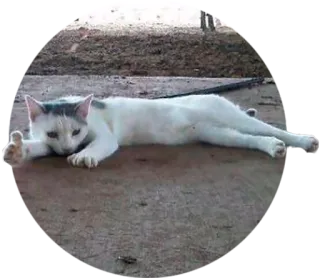 👍 2225b4ac gato, animal, pulgar arriba, animal doméstico, felino telegram sticker