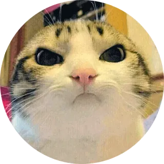 👿 36e5d246 gato, enojado, meme, divertido, animal, mascota telegram sticker