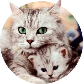 💞 423dfcc3 gato, gatito, mascota, animal, lindo, gato doméstico telegram sticker