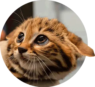 😯 44da6166 gato, animal, felino, mascota, ojos, asustado telegram sticker