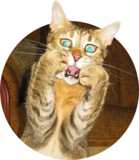 🙀 4667ed6e gato, gracioso, meme, animal, mascota, tonto telegram sticker