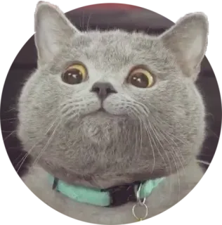 🤔 471cc2e8 gato, animal, mascota, lindo, gato gris, british shorthair telegram sticker