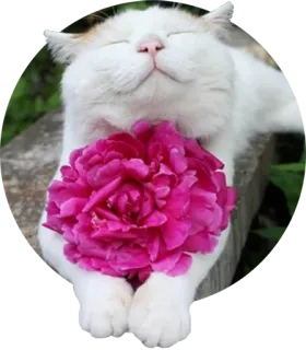 🌷 5189c3ca gato, flor, peonía, animal, mascota, lindo, feliz telegram sticker