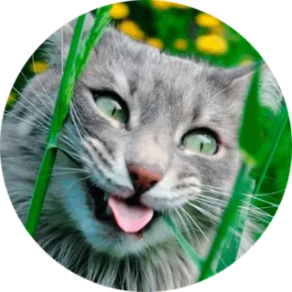 😛 6e4d13f7 gato, animal, mascota, lengua, gracioso, hierba, naturaleza telegram sticker