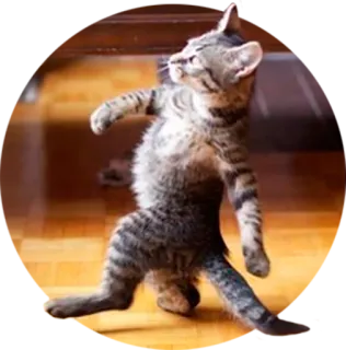 😎 7130a539 gato, gatito, bailando, caminando, animal, mascota telegram sticker