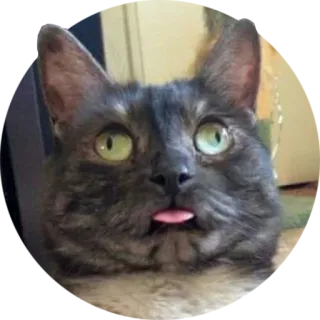 😝 741611b7 gato, animal, mascota, lengua, divertido, lindo, gatito, gato doméstico telegram sticker