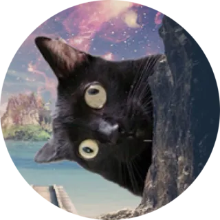 👀 75bae5b0 gato, gato negro, mirando, cucu, lindo, animal telegram sticker