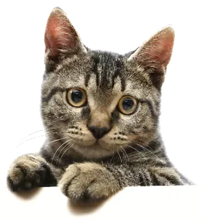 😳 8c208eb1 gato, animal, mascota, atigrado, gato doméstico, lindo telegram sticker