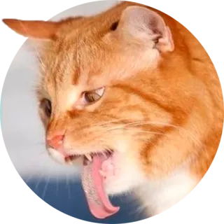 😖 9995a20c gato, vómito, enfermo, animal, mascota, gato atigrado naranja, vomitar telegram sticker
