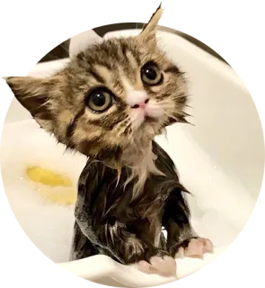 😶 b4fcae14 gatito, gato, baño, mojado, lindo, animal, burbuja, lavar telegram sticker