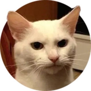 😡 bd4f5dac gato, gato blanco, meme, gracioso, animal, mascota, expresión telegram sticker