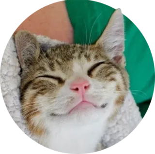 ☺️ ccf44e73 gato, gatito, animal, mascota, lindo, feliz, peludo telegram sticker