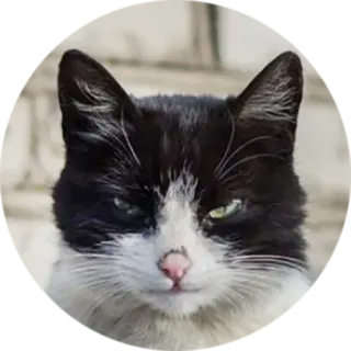 😈 d6eae0f3 gato, animal, mascota, gato doméstico, blanco y negro, retrato telegram sticker