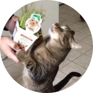 💐 de3aa9f8 Premium Cat Grass gato, hierba gatera, mascota, planta, planta de interior, animal doméstico telegram sticker
