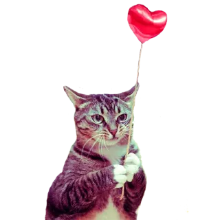 ❤ de71daba gato, globo corazón, animal, san valentín, amor, lindo telegram sticker
