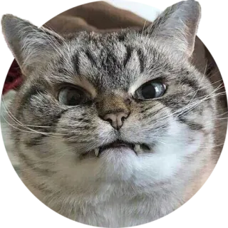 👿 e0e75a97 gato, enojado, gracioso, meme, animal, mascota telegram sticker