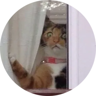 😳 e3cd484a gato, dedo corazón, grosero, humor, meme telegram sticker