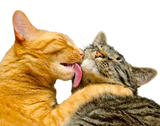 💏 e6485701 gatos, besos, cariño, animales, mascotas, amor telegram sticker