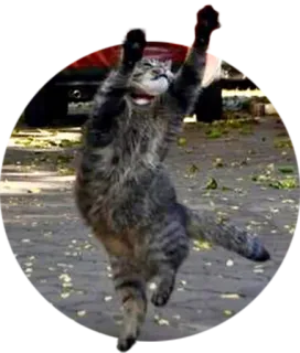 💃 f112438b gato, animal, mascota, bailando, gracioso, juguetón, gatito telegram sticker
