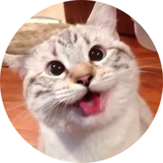 😃 f1d6804a gato, divertido, animal, lindo telegram sticker