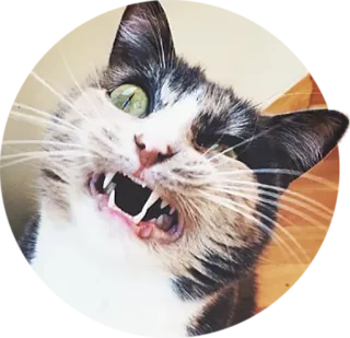 🤪 f4584055 gato, animal, gracioso, meme, cara, mascota telegram sticker