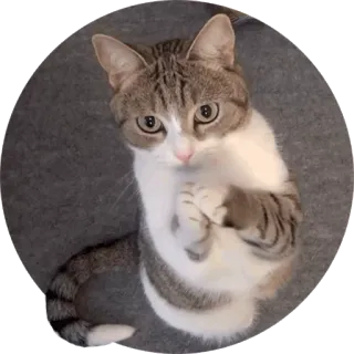 🙏 fe66da81 gato, animal, mascota, lindo, doméstico, gatito telegram sticker