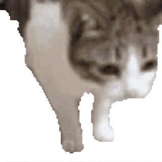 💀 07090b95 Katze, Tier, Haustier, Haustier, Katzenartig telegram sticker