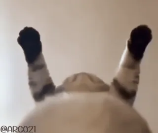 🕺 12532d28 @ARC021 Katze, Tier, lustig, Beine, süß, Haustier telegram sticker