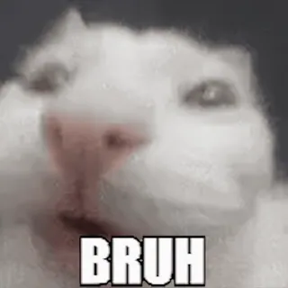 🙀 12da6877 BRUH Katze, Meme, Bruh, Lustig, Tier, Internet telegram sticker