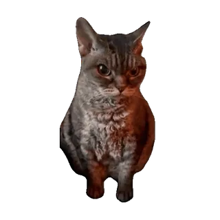 😡 3acd67c4 Katze, Tier, Haustier, Katzenartig telegram sticker