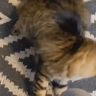 🌟 4b7ff227 Katze, Haustier, Tier, Haustier, fell telegram sticker