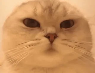 😼 4d388018 Katze, süß, Tier, Haustier, Kätzchen, häuslich telegram sticker