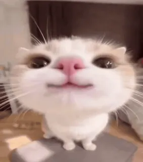 🎀 557e1c02 Katze, Tier, Haustier, süß, Kätzchen telegram sticker