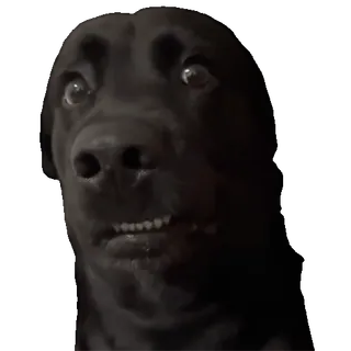 👀 72c9b066 Hund, Schwarzer Labrador, Tier, Lustig, Meme, Haustier telegram sticker