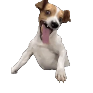 😄 7d84d658 Hund, Tier, glücklich, Haustier, süß, verspielt telegram sticker
