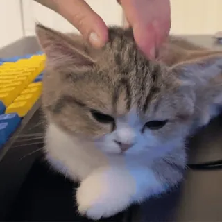 🌟 bbecfb04 Katze, Kätzchen, Haustier, Tier, süß, häuslich, Katzenartig telegram sticker