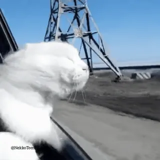 💨 be5fdd3b Nekko Teen Katze, Fenster, Wind, Weiße Katze, Süß, Auto telegram sticker