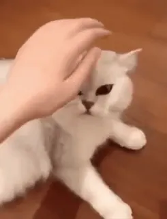 😈 bfff6a4c Katze, Haustier, Tier, weiße Katze, Haustier, fellig, süß, Hauskatze telegram sticker