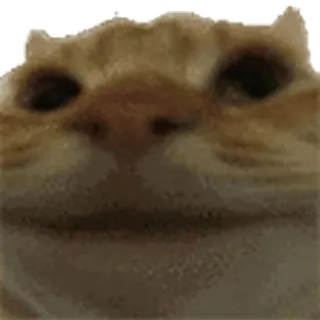 ❌ e05331cf Katze, Meme, lustig, Tier, Haustier, orange Katze telegram sticker