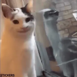 😐 e7647257 STJCKERS Katze, Haustier, Tier, Meme, Aufkleber telegram sticker