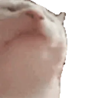 🎶 e8da1a49 Katze, süß, Tier, Haustier, Meme, lustig telegram sticker