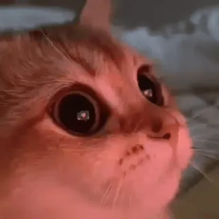 👀 ea6b5f47 Katze, Tier, Haustier, Säugetier telegram sticker