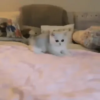 ☺️ 11de7872 kucing, anak kucing, hewan peliharaan, hewan, imut, tempat tidur, kucing domestik telegram sticker