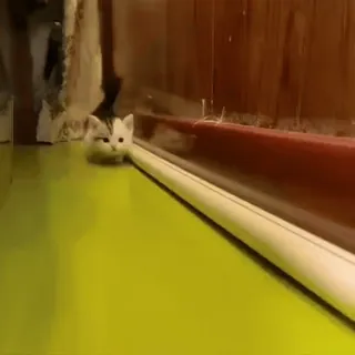 🐾 15f116f2 anak kucing, kucing, lucu, hewan, peliharaan telegram sticker